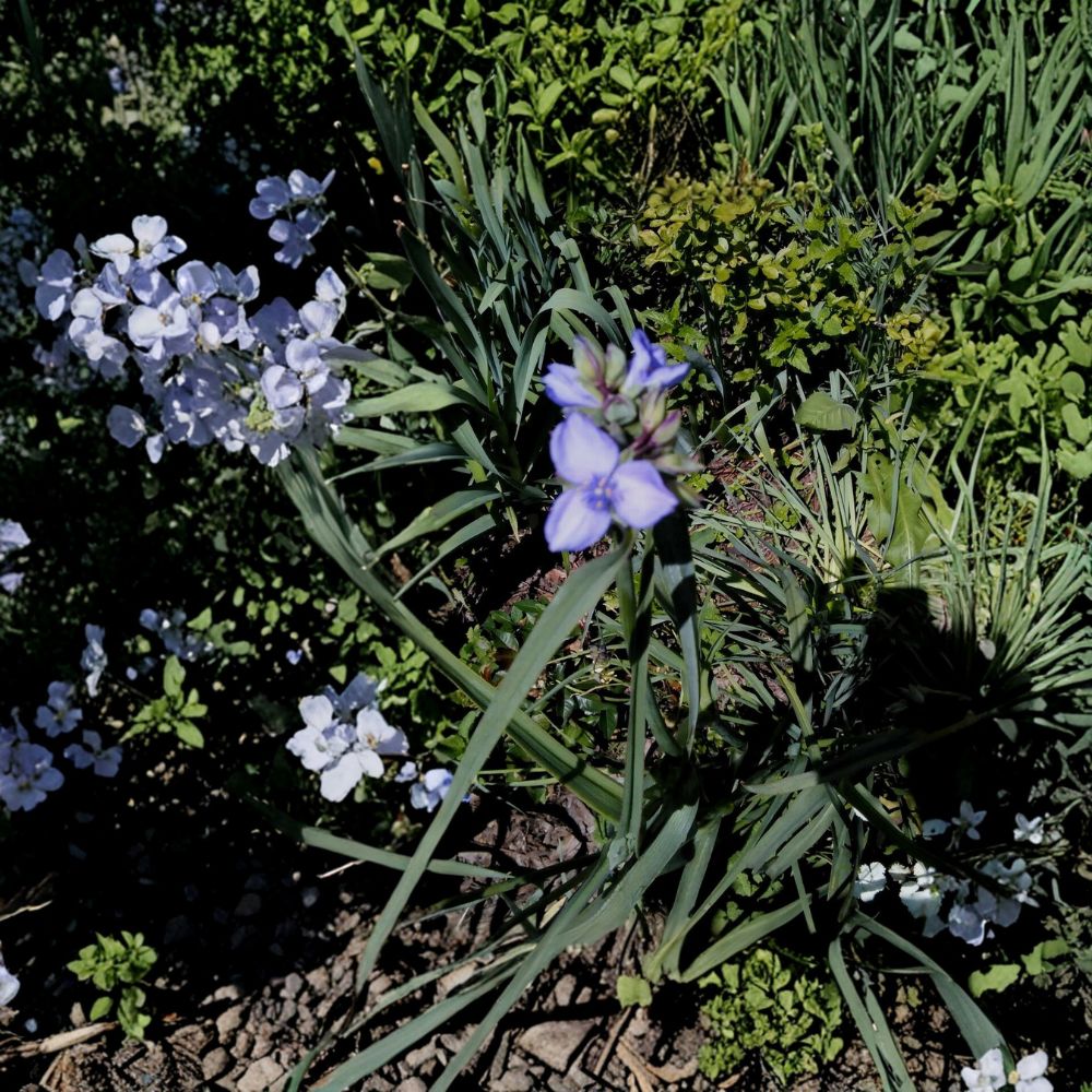 10 Spiderwort Live Bare Root Rhizomes – Purple Flowering Perennial | Tradescantia Starter Plants | Easy to Grow | Pollinator Friendly