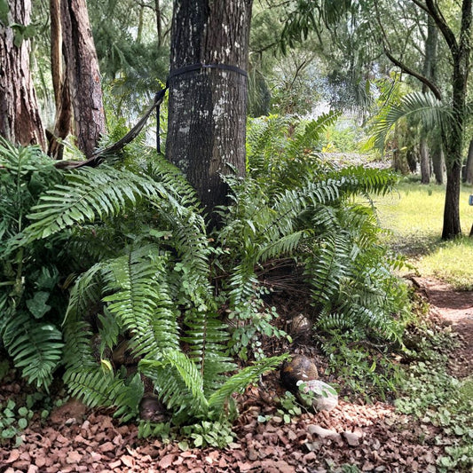 4 Clumps Macho Fern Live Plants – Large Bare Root Bundle | Nephrolepis biserrata | Tropical Fern | Indoor & Outdoor
