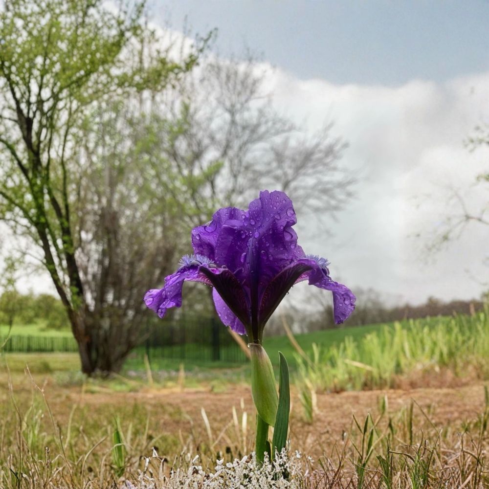 Miniature Dwarf Bearded Iris – German Iris | 1 Live Bulb/Rhizome | Purple Flowers | Perennial Garden Plant