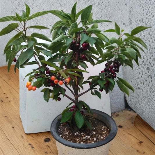 Live Cherry Tree Sapling – Bare Root Dwarf Cherry Seedling | Easy Care Fruit Tree | Self-Pollinating | Home Garden Starter