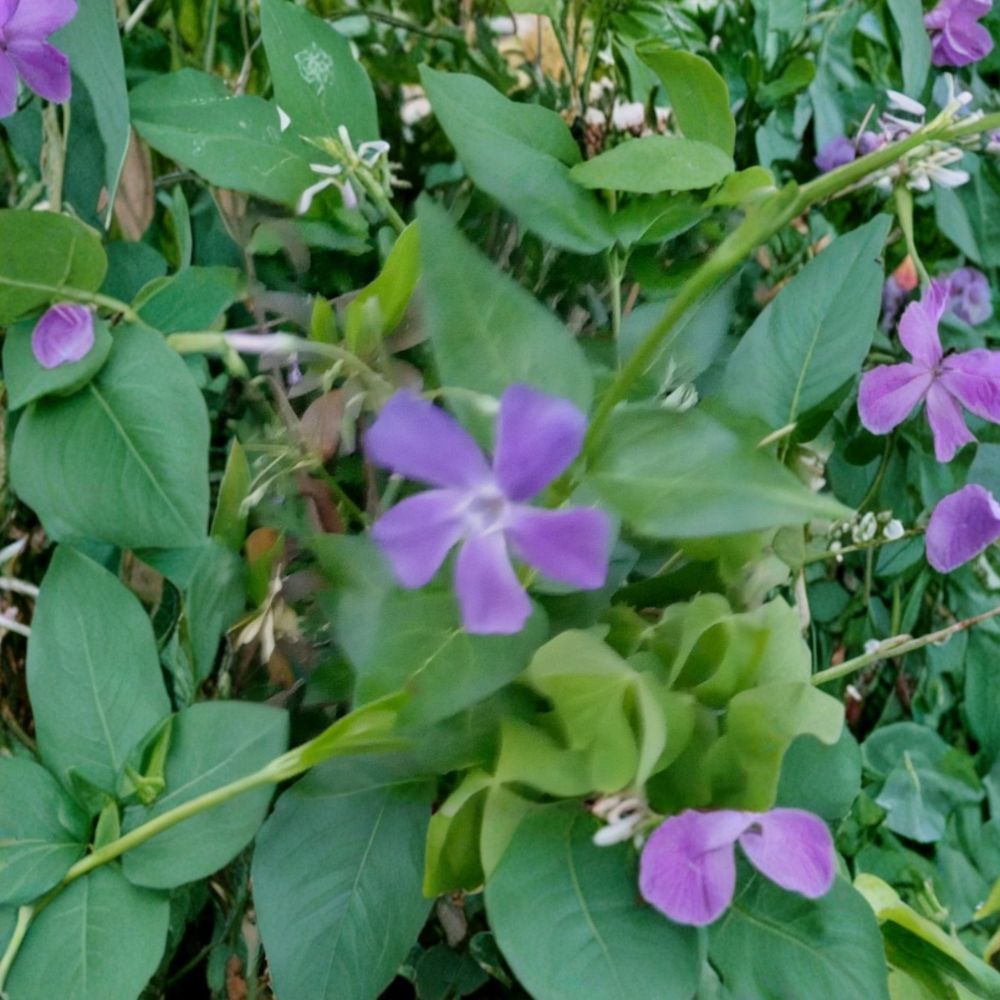 10 Vining Periwinkle Live Bare Root Plants | Vinca major | Evergreen Ground Cover | Ready to Plant | Easy to Grow