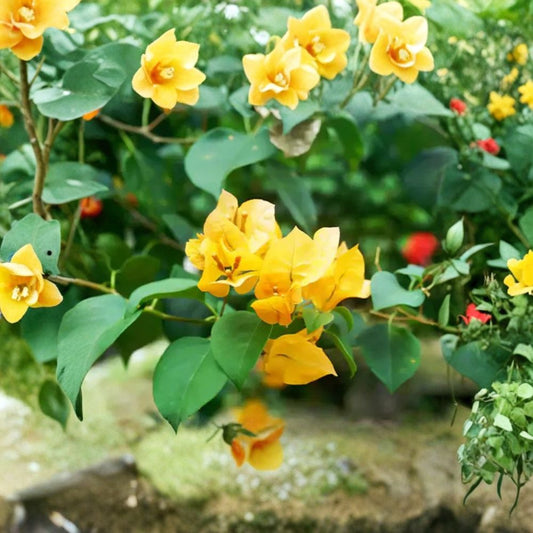 3 Live Gold Bougainvillea Plants – 4–6" Tall | Yellow Flowering Tropical Vine | No Pot