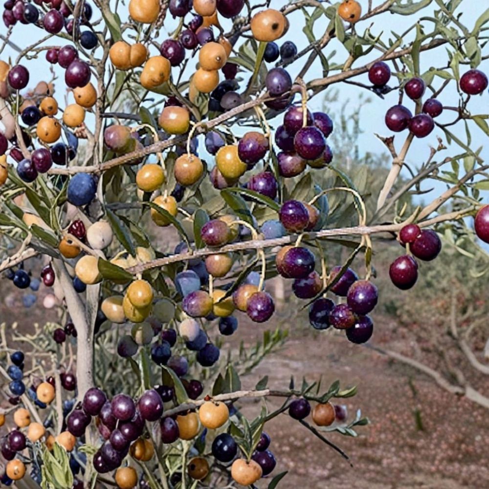 4 Arbequina Olive Tree Live Plants – 4–7 Inches Tall | Rooted Starter Trees | Includes Tray Pots | Evergreen Fruit Trees | Container & Garden Friendly