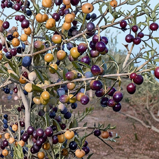 4 Arbequina Olive Tree Live Plants – 4–7 Inches Tall | Rooted Starter Trees | Includes Tray Pots | Evergreen Fruit Trees | Container & Garden Friendly