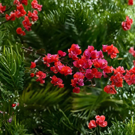 Live Red Purple Bougainvillea Plant – 4 Inch Pot | Tropical Flowering Shrub | Vibrant Patio, Garden & Container Plant