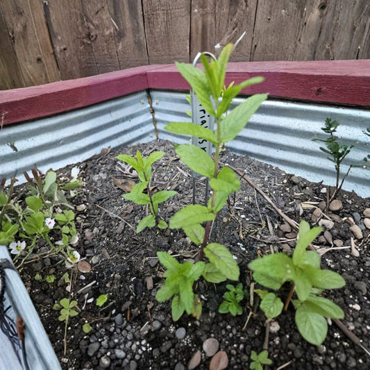 2 Live Wrigley's Spearmint Plants – 4–6 Inches Tall | Rooted Rare Mint Herb | Aromatic Culinary Herb | Garden & Container Friendly | Easy to Grow