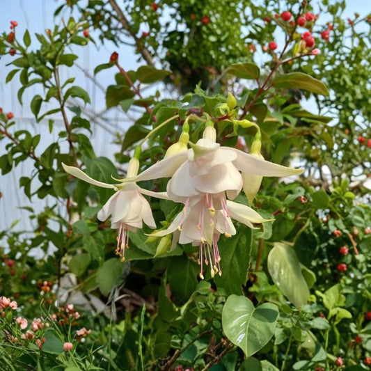 2 Live Annabelle White Fuchsia Plants – 5 Inch Pots | White Flowering Ornamental Plants | Patio, Hanging Basket & Shade Garden