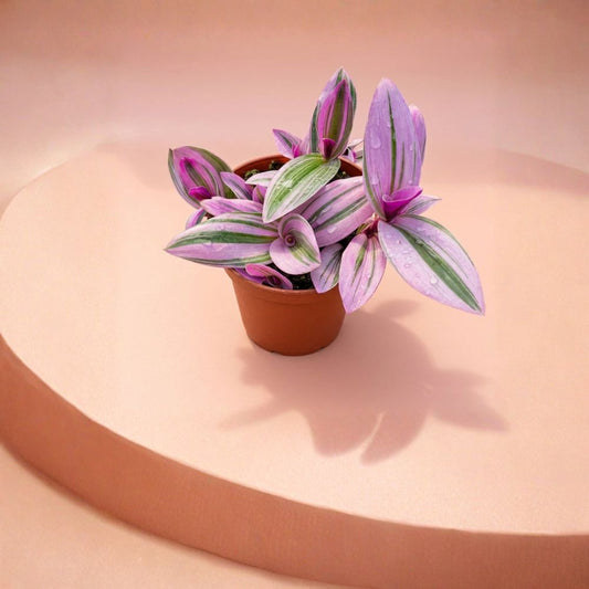Tradescantia Nanouk Live Plant – 4" Nursery Pot | Pink & Purple Striped Foliage | Indoor Trailing Houseplant | Fantasy Venice