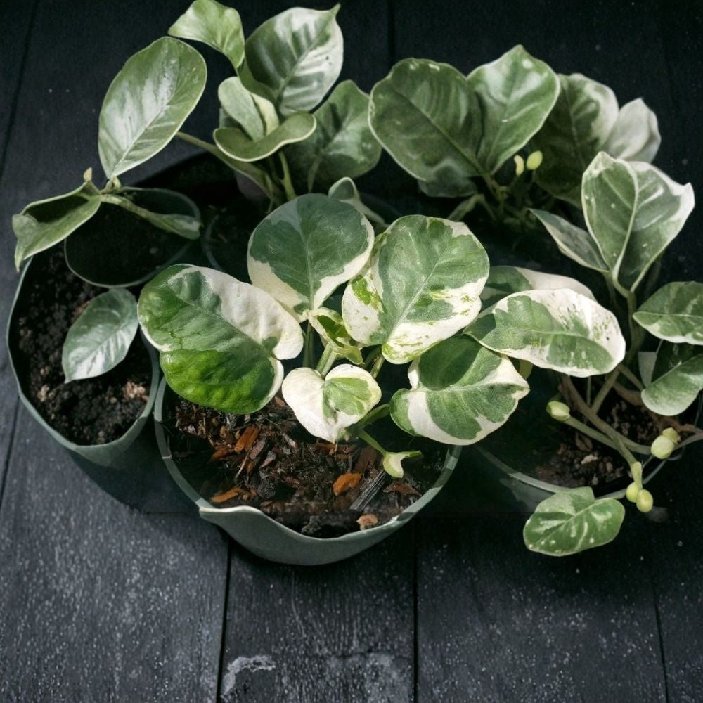 N-Joy Pothos Live Starter Plant – Epipremnum aureum 'N-Joy' | Rooted Plant in 2 Inch Nursery Pot | Variegated Easy Care Houseplant | Indoor Air Purifier