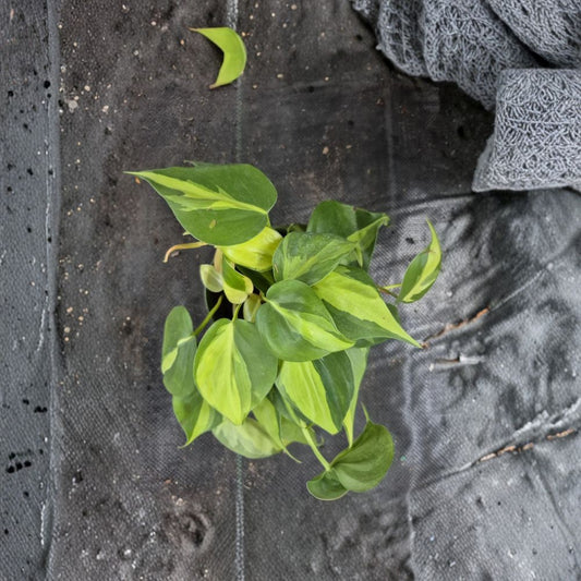 Philodendron Brasil Live Plant – 4 Inch Pot | Philodendron hederaceum 'Brasil' | Variegated Trailing Houseplant | Easy Care Indoor Plant
