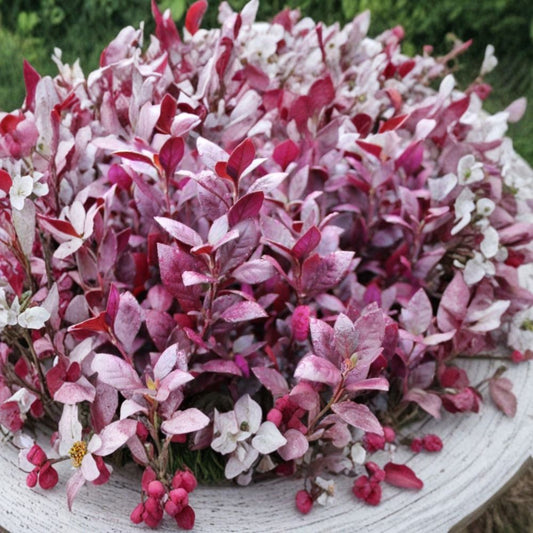 2 Live Alternanthera Little Ruby Plants | 4–6 Inches Tall | Ruby Red Ground Cover | Ships Without Pot | Ornamental Foliage