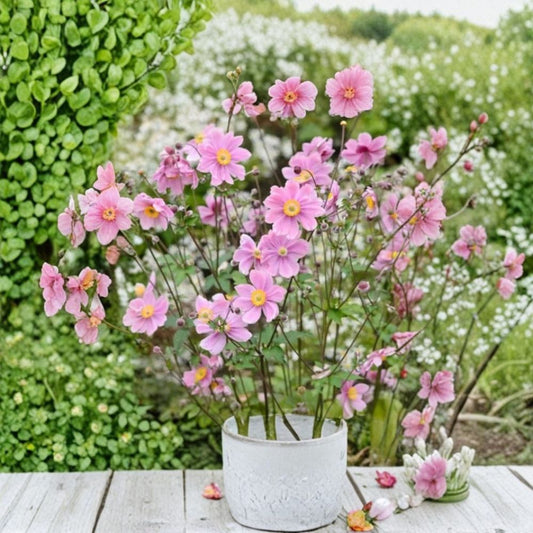 Pink Japanese Anemone Robustissima Bare Root – Anemone tomentosa ‘Robustissima’ | Hardy Fall-Blooming Perennial | Deer Resistant | Zones 4–8