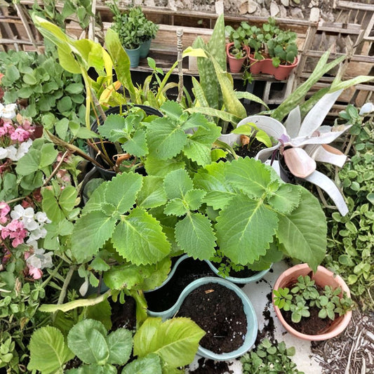 Organic Cuban Oregano Live Plant – 6–8 Inches Tall | Well Rooted Herb Starter | Aromatic Culinary & Medicinal Plant | Easy to Grow