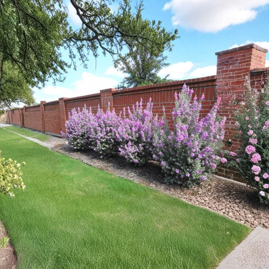 2 Live Dwarf Texas Sage Plants – 4–8" Tall | Leucophyllum frutescens ‘Compacta’ | Purple Flowering Shrub | No Pot