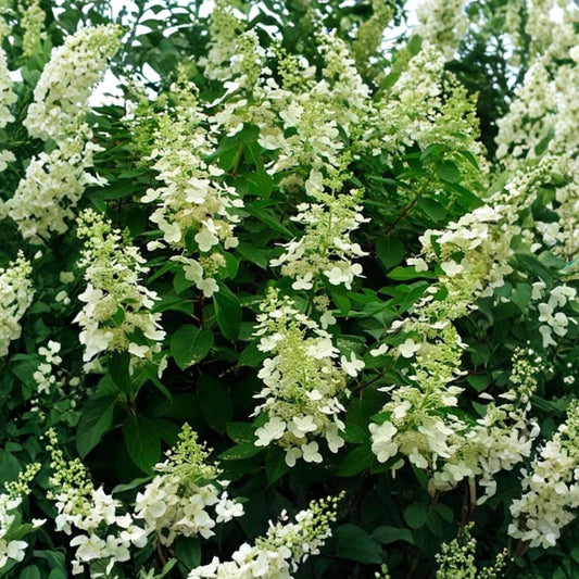 Tardiva Hydrangea Live Plant – 1 Gallon Size | Hydrangea paniculata 'Tardiva' | White Flowering Shrub | Late Summer Blooms | Easy to Grow