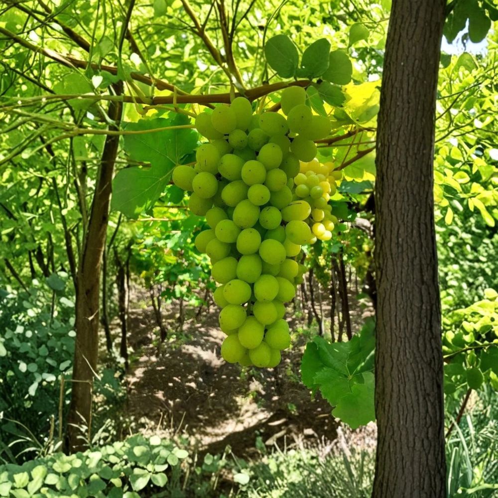 2 Thompson Seedless Grape Vines – Vitis vinifera ‘Thompson Seedless’ | 1–2 Year Old Dormant Plants | Established Roots | Zones 5–9