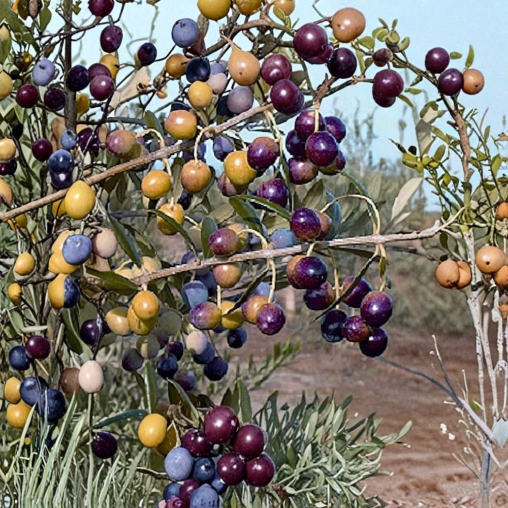 4 Arbequina Olive Tree Live Plants | 4–7 Inches Tall | Rooted Starter Olive Trees | Edible Fruit | Evergreen | Ships in Tray Pots