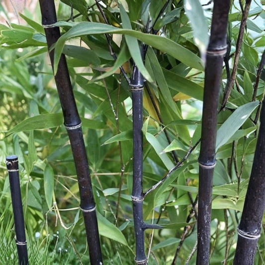 2 Live Black Timber Bamboo Rhizomes – Phyllostachys nigra Bare Root Plants | Fast Growing Privacy Screen | Hardy Ornamental Bamboo
