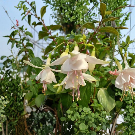 2 Live Annabelle White Fuchsia Plants – 5" Pots | White Flowering Fuchsia | Cascading Ornamental Plants
