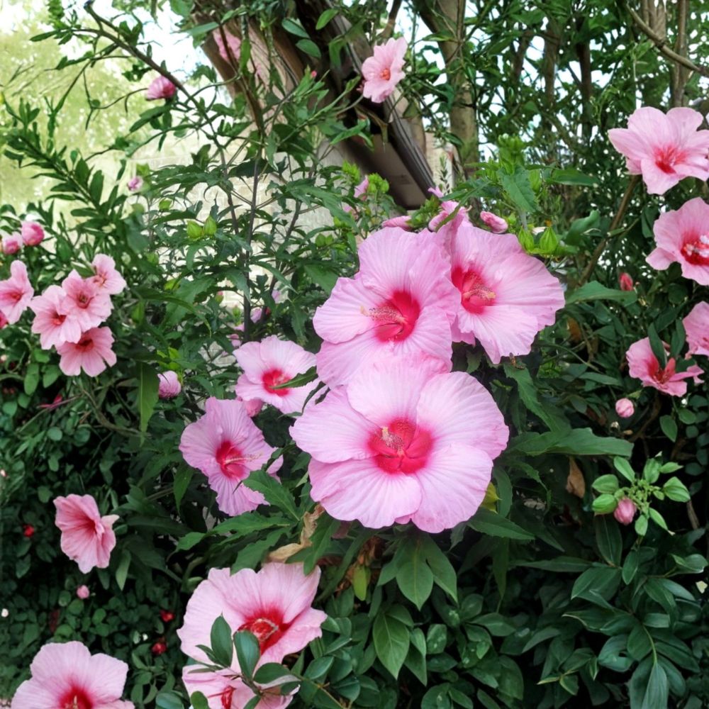 2 Live Lady Baltimore Hibiscus Plants – Hibiscus moscheutos | 6–12 Inches Tall | Bare Root Starter Plants | Giant Pink Blooms | Pollinator Friendly