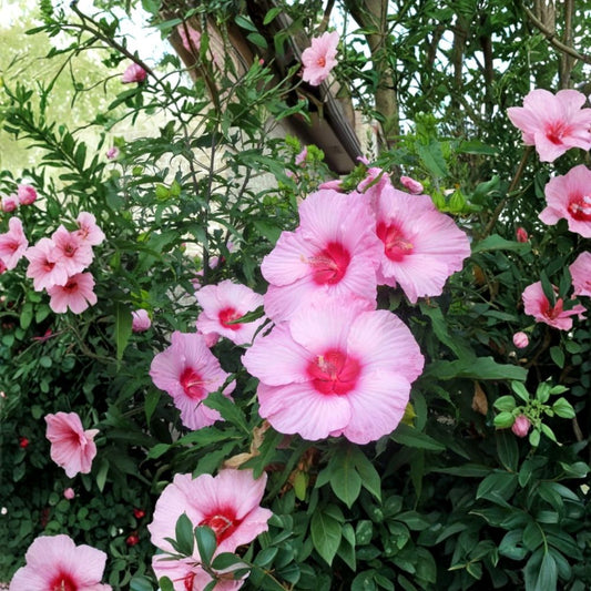 2 Live Lady Baltimore Hibiscus Plants – Hibiscus moscheutos | 6–12 Inches Tall | Bare Root Starter Plants | Giant Pink Blooms | Pollinator Friendly
