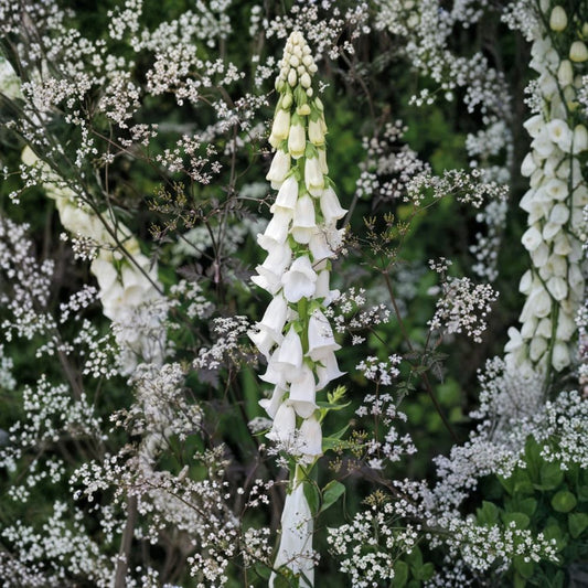 Live White Foxglove Plants – Set of 12 | Digitalis | 3" Pots | White Flowering Perennial | Cottage Garden Plant