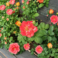 Pinata Rose – Rosa hybrida Live Plant | 5 Gallon Size | Yellow Orange Flowering Rose Bush | Includes Root Ball | Landscape & Garden Friendly | Easy to Grow