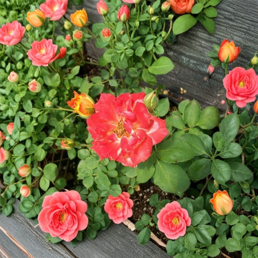 Pinata Rose – Rosa hybrida Live Plant | 5 Gallon Size | Yellow Orange Flowering Rose Bush | Includes Root Ball | Landscape & Garden Friendly | Easy to Grow