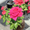 Voluptuous Hybrid Tea Rose – Rosa Live Plant | 3 Gallon Size | Deep Pink Fuchsia Blooms | Elegant Garden Rose | Easy to Grow