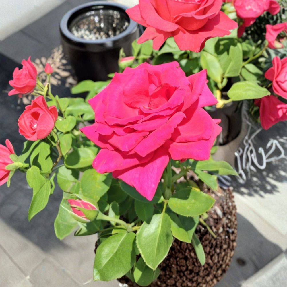Voluptuous Hybrid Tea Rose – Rosa Live Plant | 3 Gallon Size | Deep Pink Fuchsia Blooms | Elegant Garden Rose | Easy to Grow