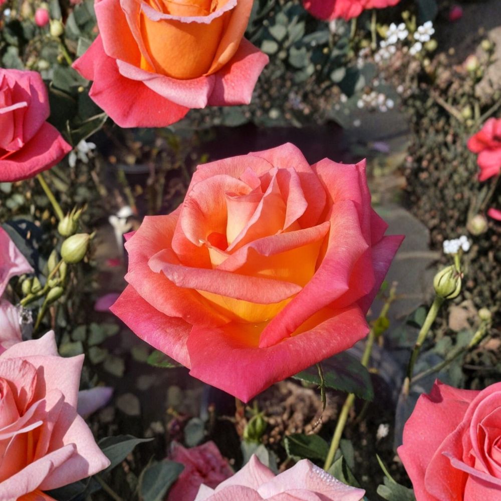 Mikado Hybrid Tea Rose – Rosa hybrida Live Plant | 3 Gallon Size | Scarlet Yellow Rose Bush | Includes Root Ball | Garden & Landscape Friendly | Easy to Grow