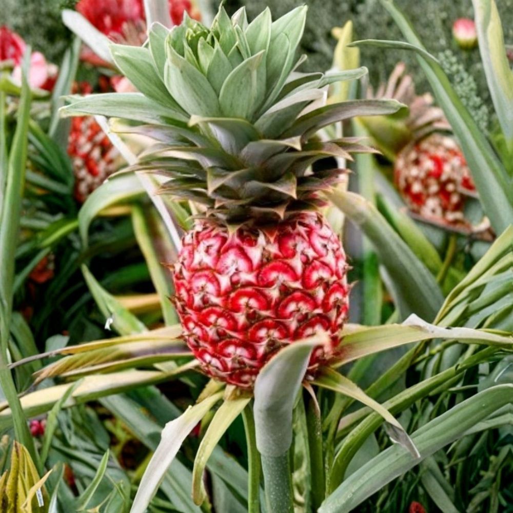 4 Live Florida Special Pineapple Plants – Ananas comosus | 1–5 Inches Tall | Includes 2-Inch Pots | Cold-Tolerant Tropical Fruit Plants | Patio & Garden Friendly