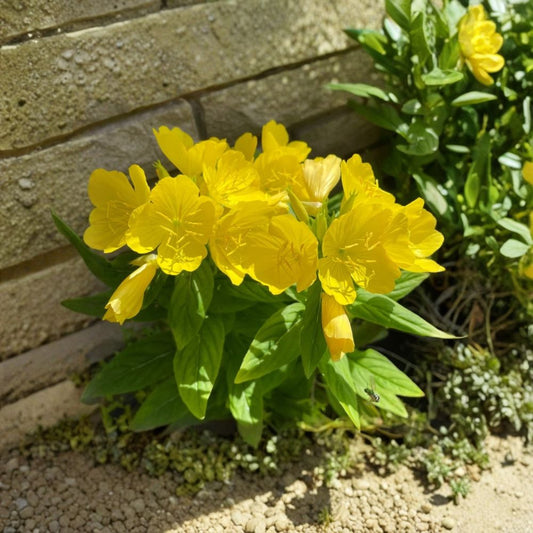 8 Live Evening Primrose Bare Root Plants – Sun Drop Yellow Perennials | Hardy Flowering Groundcover | Easy Care Garden Plants