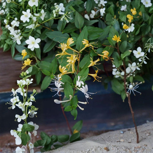 Japanese Honeysuckle Live Cuttings – Set of 10 | Lonicera japonica | 8 Inch Unrooted Vine Cuttings | White & Yellow Flowers