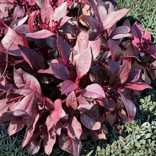 4 Live Alternanthera ‘Little Ruby’ Plants – 4–6" Tall | Ruby Purple Foliage | Compact Ornamental Plant | No Pot