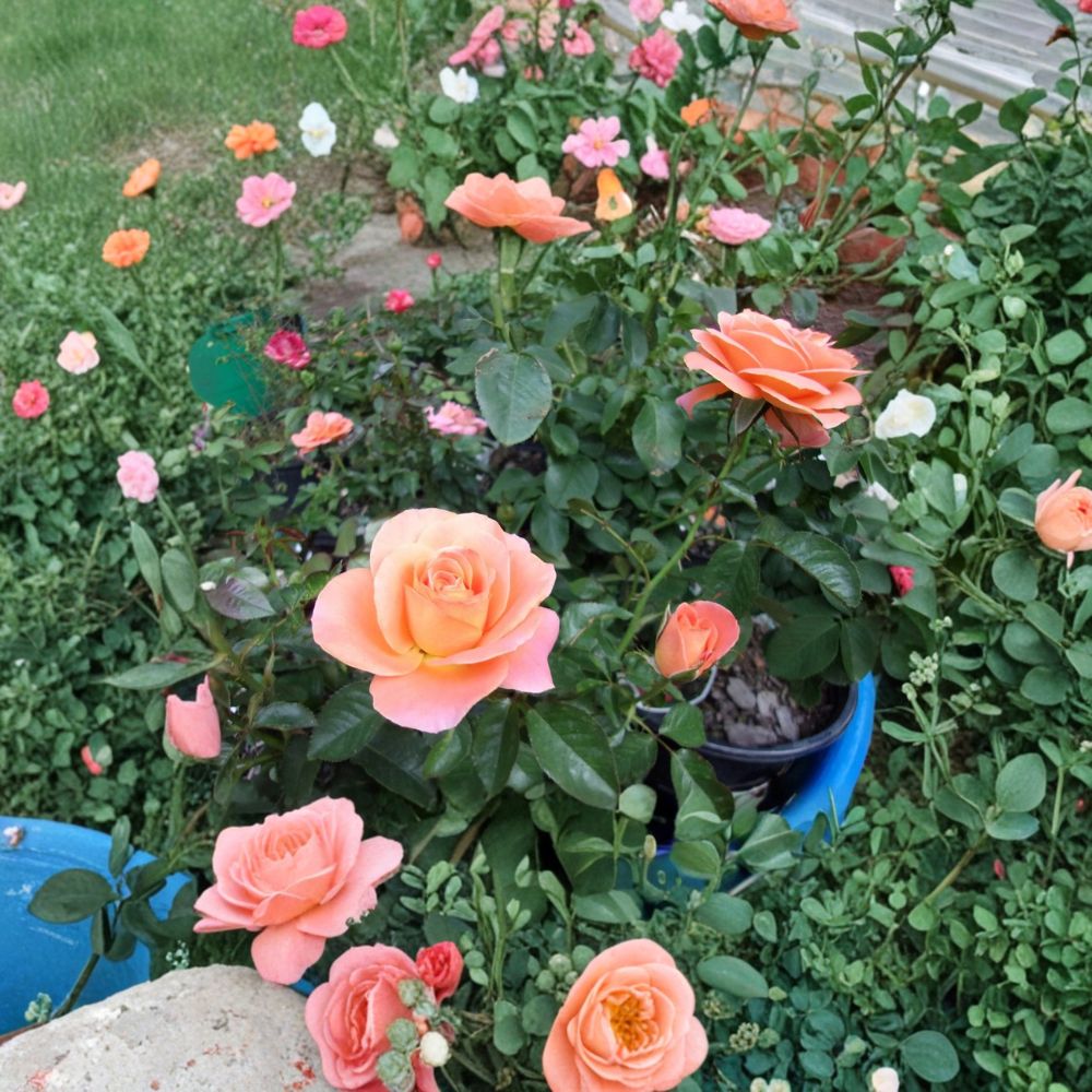 New Year Grandiflora Rose – Live Rose Bush Plant | 5 Gallon Size | Orange Blooming Shrub | Includes Root Ball | Garden & Landscape Friendly | Easy to Grow