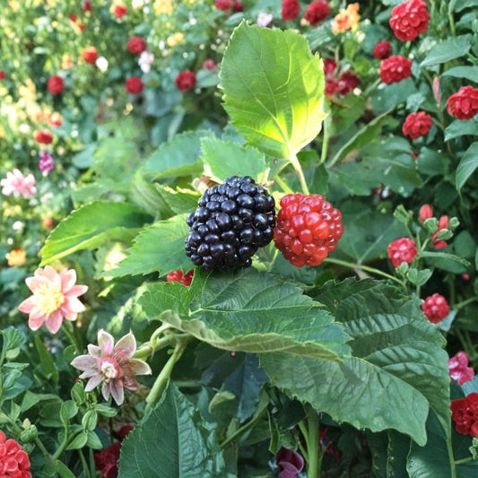 Ouachita Blackberry – Rubus Live Plants | Set of 2 | 4–6 Inches Tall | Ships Without Pot | Thornless Blackberry Bush | Edible Fruit Garden Plant