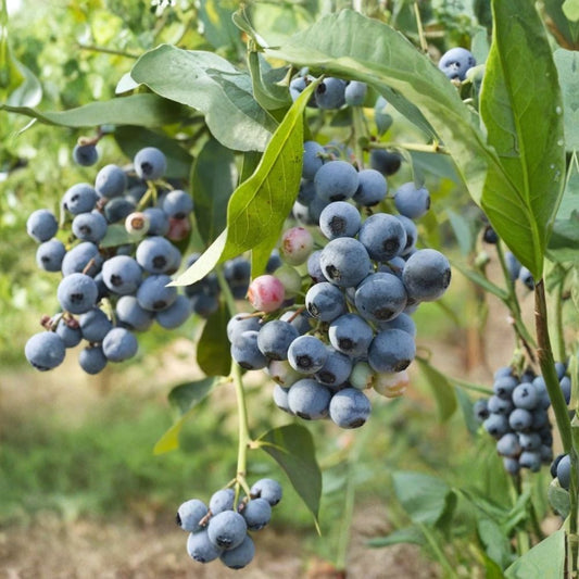 Biloxi Blueberry – Vaccinium Live Plants | Set of 2 | 4–6 Inches Tall | Ships Without Pot | Blueberry Bush | Edible Fruit Garden Plant