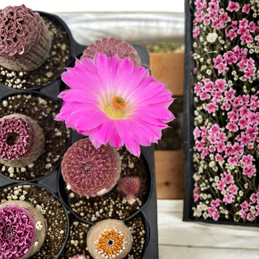 Arizona Rainbow Cactus – Live Rooted Cactus Plant | 4-Inch Pot | Pink Cactus | Easy Care Succulent | Indoor & Outdoor Garden Plant