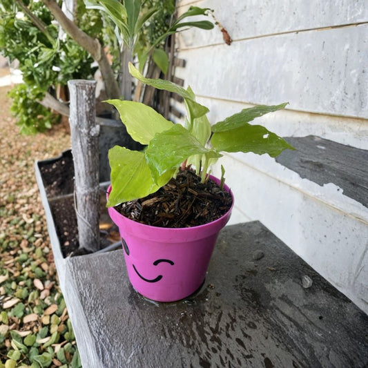 Black Ginger – Live Plants Set of 6 | Kaempferia parviflora | Tropical Ginger Root Plant | Indonesian Black Ginger | Exotic Garden Plant