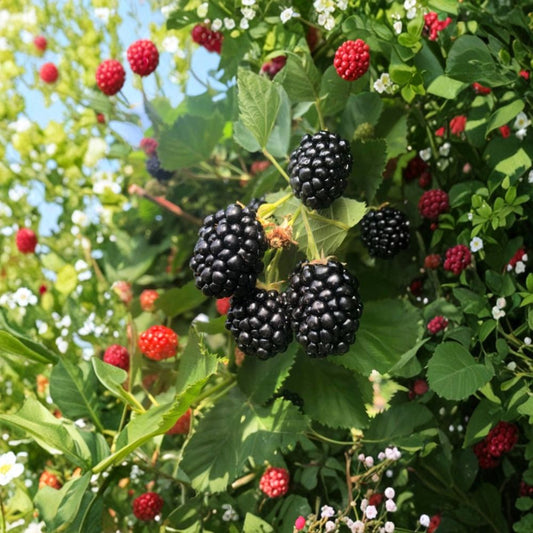 Big Daddy Blackberry – Live Plants Set of 2 | 4–6 Inches Tall | Thornless Blackberry Bush | Bare Root | Sweet Jumbo Berries | Edible Fruit Plant