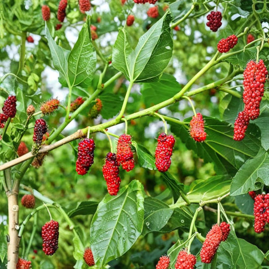 Red Mulberry – Morus rubra Live Plant | 4–6 Inches Tall | Rooted Starter Tree | Ships Without Pot | Edible Fruit Tree | Native Garden Plant