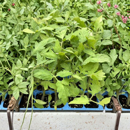 Goliath Tomato – Live Plants Set of 2 | 6–10 Inches Tall | 60+ Day Old Plants | Rooted Tomato Starter | Edible Vegetable Garden