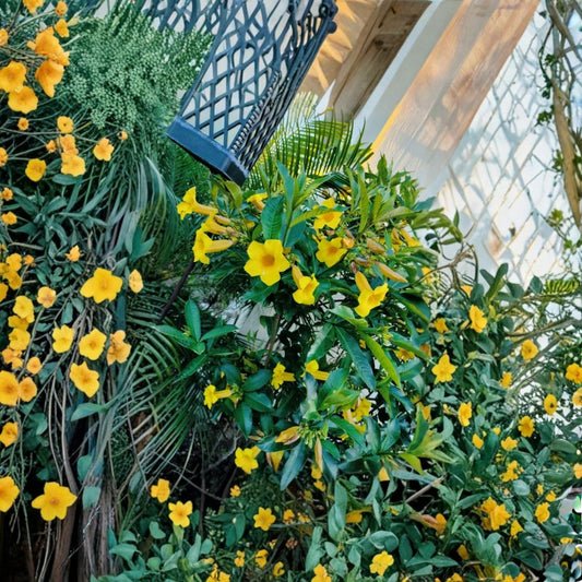 Brown Bud Allamanda – Live Plants Set of 3 | 4–6 Inches Tall | Rooted Starter Plants | No Pot | Yellow Trumpet Flowers | Tropical Flowering Vine