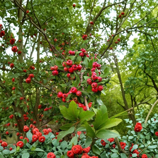 Heirloom Mayhaw Fruit Trees – Set of 2 Live Plants | Approx. 1 Foot Tall | Crataegus aestivalis | Red Mayhaw Fruit | Bare Root | Southern Fruit Tree