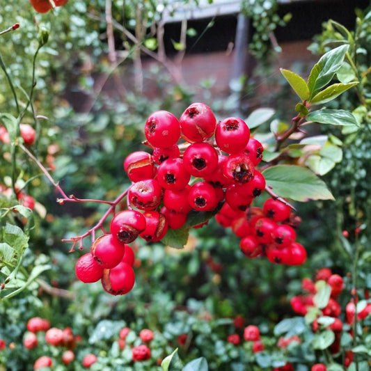 Pyracantha Scarlet Firethorn – Live Plant | 8–12 Inches Tall | Red Berry Firethorn | White Flowering Shrub | Espalier & Hedge Plant | Well Rooted Starter