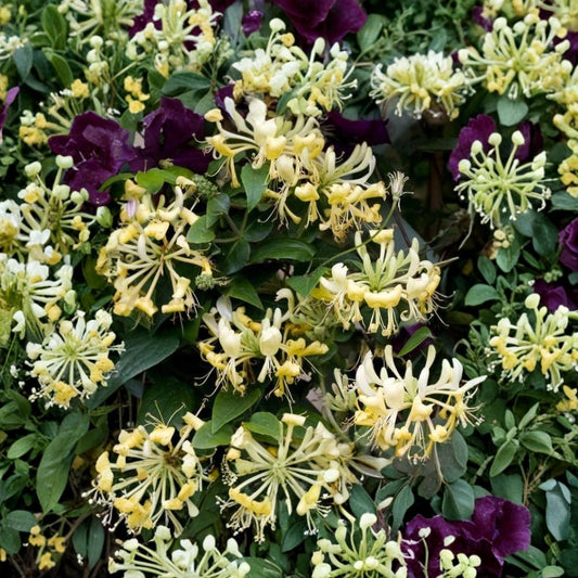 Japanese Honeysuckle – Lonicera japonica Live Plant | 6+ Inches Tall | 2+ Year Old Well-Rooted Vine | Fragrant Flowers | Ships Without Pot