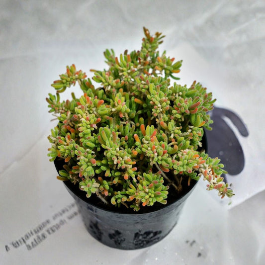 Drosanthemum Globosum Live Succulent Plant – 5" Rare Succulent Cluster | Bare Root | Easy Care