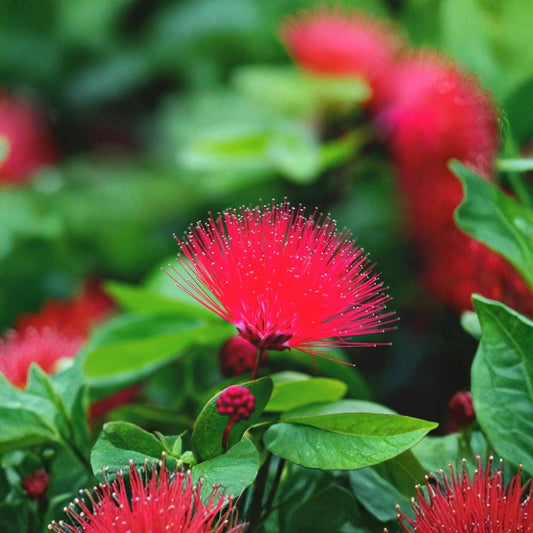 Pink Powder Puff Live Plant – Calliandra haematocephala | 4 Inch Grower Pot | Single Stem | No Flower Yet | Tropical Ornamental Plant
