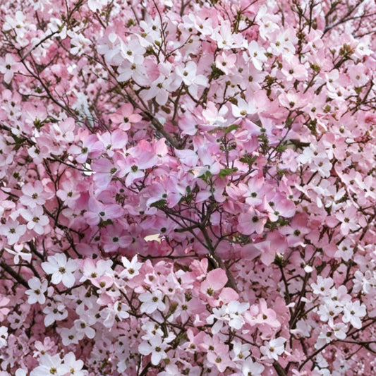 Pink Dogwood Tree Live Plant – Cornus florida | 10–16 Inches Tall | 1 Quart Pot | Pink Spring Blooms | Hardy Garden Landscape Tree